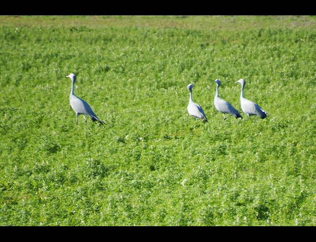 603HA FARM FOR SALE IN HOPEFIELD RURAL